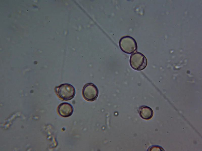 Clavulina rugosa 10 - Esporada 3